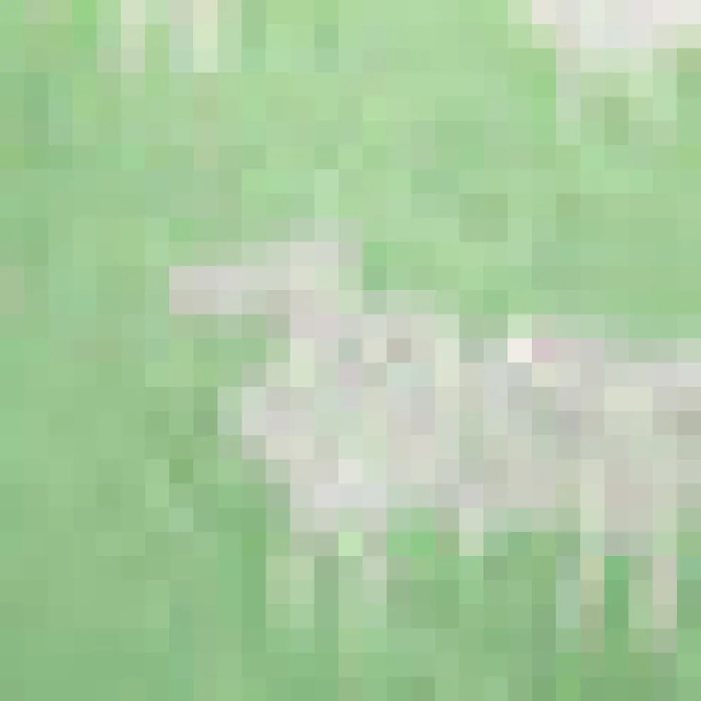 Full of Nostalgia Crewneck Pullover