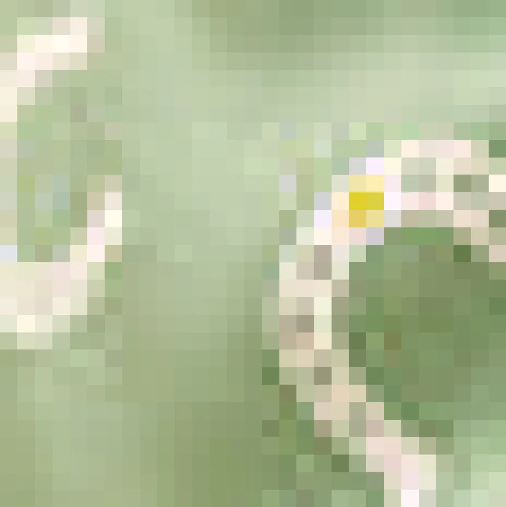 Luck Be a Lady Wrap Dress