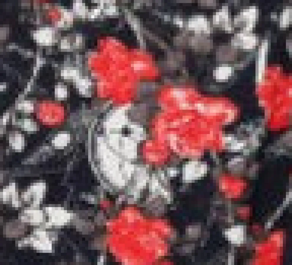 Navy Floral Swing Dress