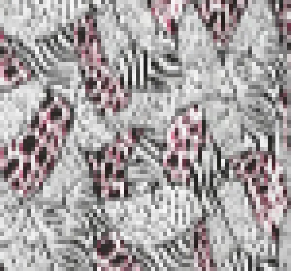 Zebra Halter Swing Dress